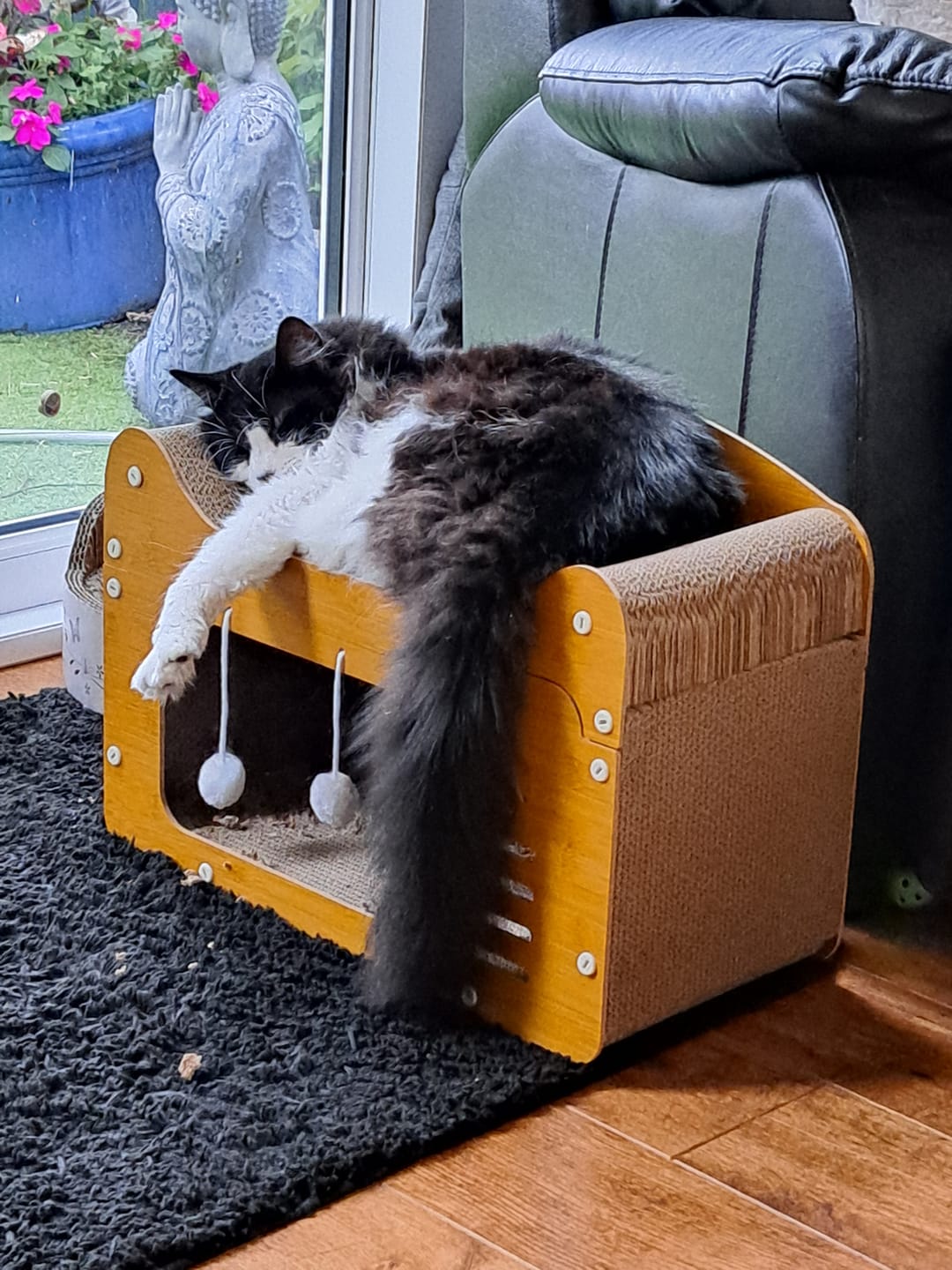 Customer photo review of Cat Duo Pack