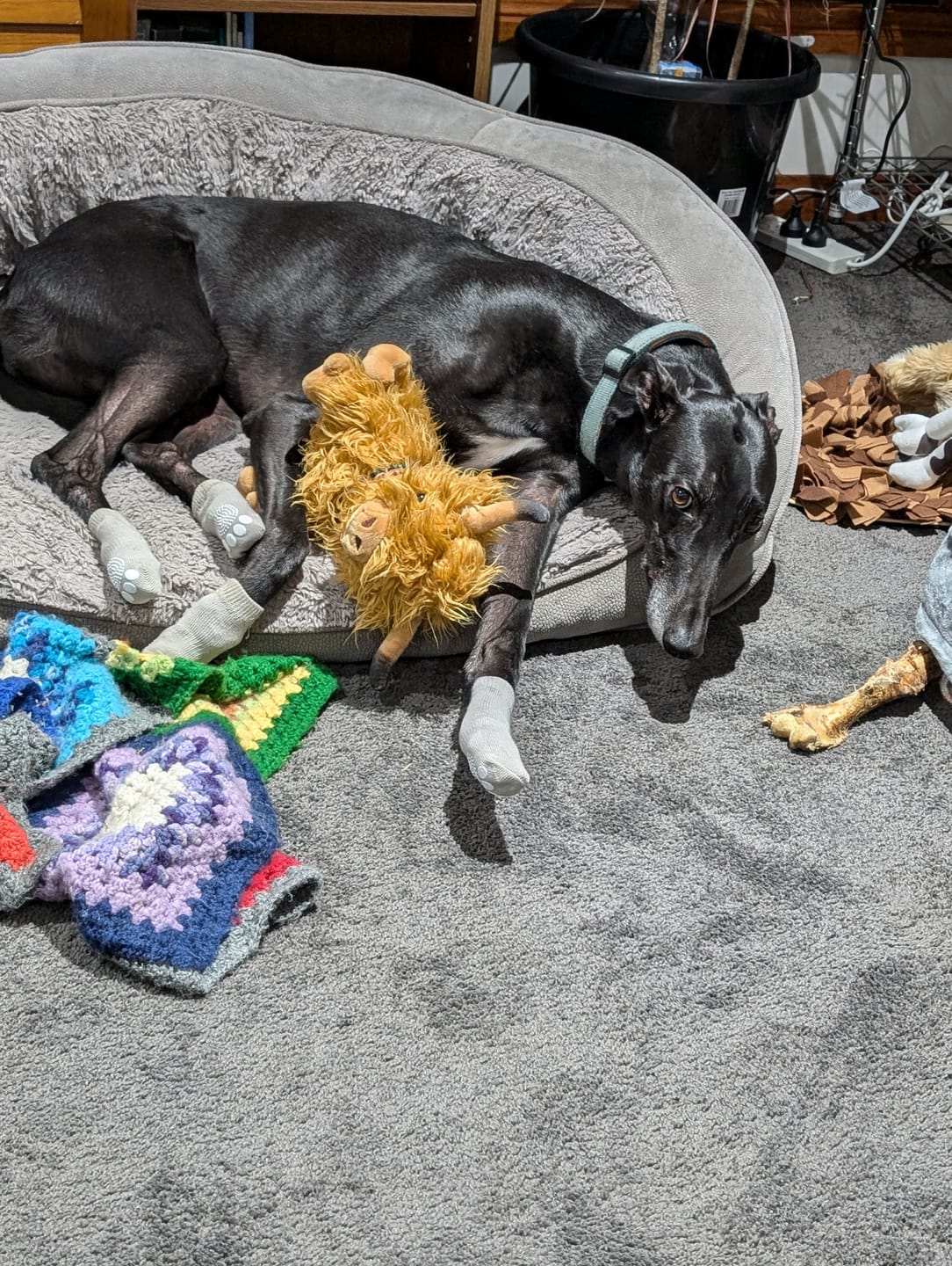 Customer photo review of DoggieBalm Manuka