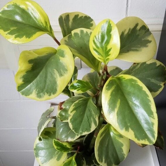 Customer photo review of Peperomia obtusifolia 'Golden Gate'