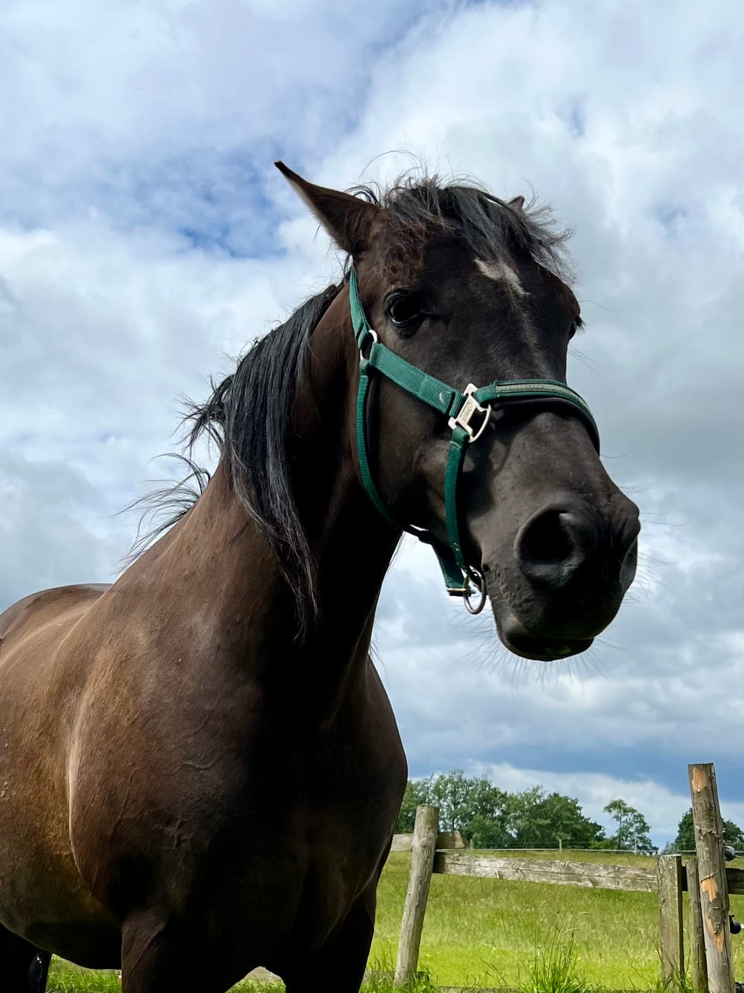 Customer photo review of Wurmtest Basic Pferd