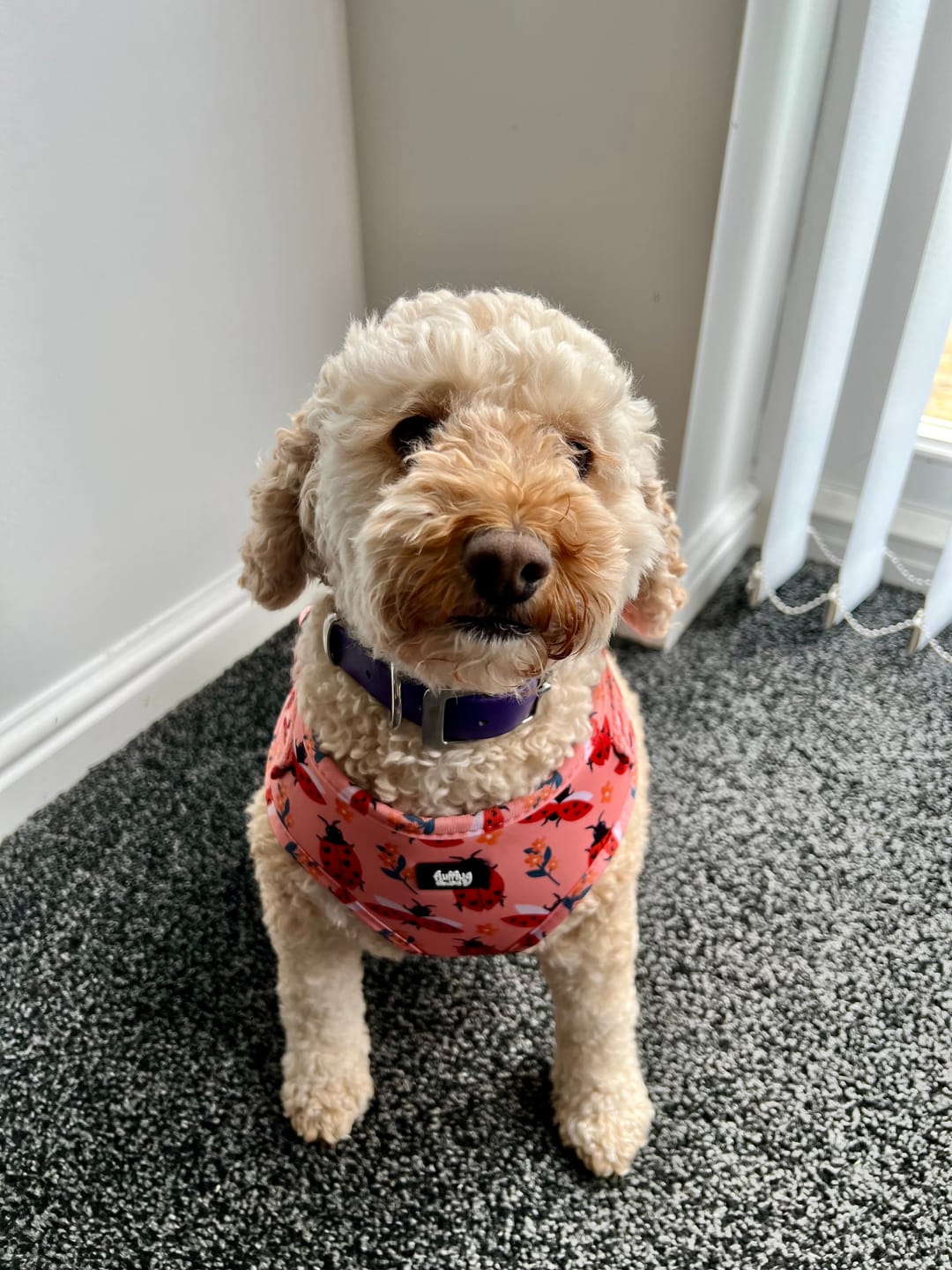 Customer photo review of Adjustable Dog Harness - Snug As A Lady Bug