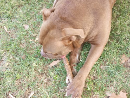 Customer photo review of 12 Inch Standard Bully Stick