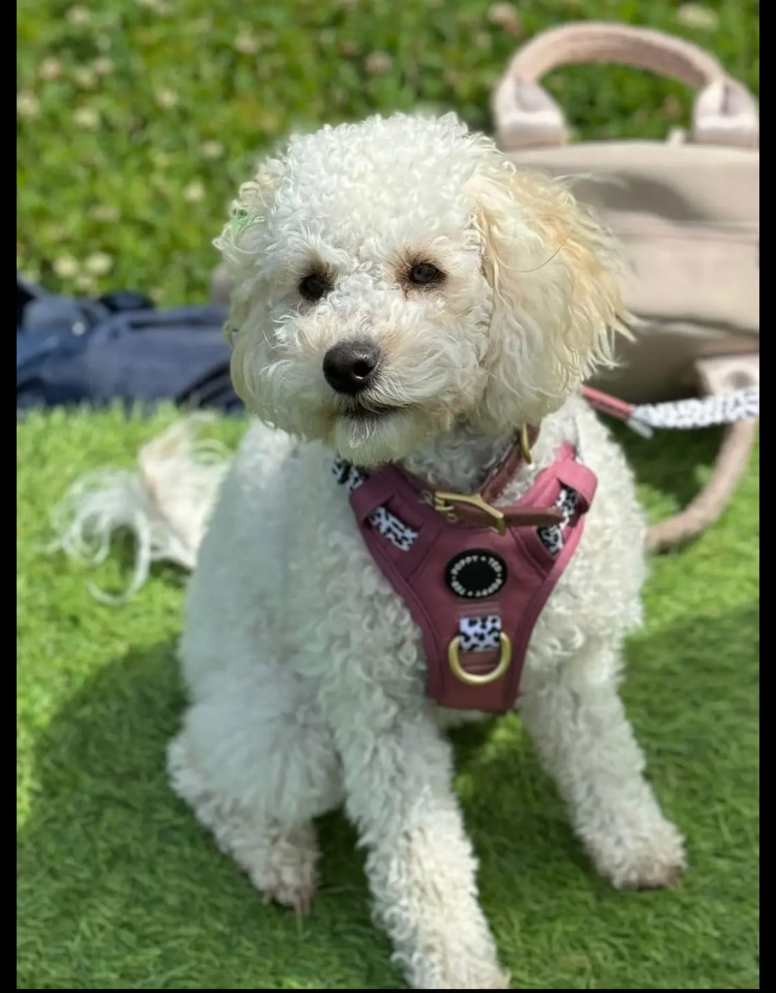 Customer photo review of Luxe Collection | Dog Collar | Berry Dalmatian