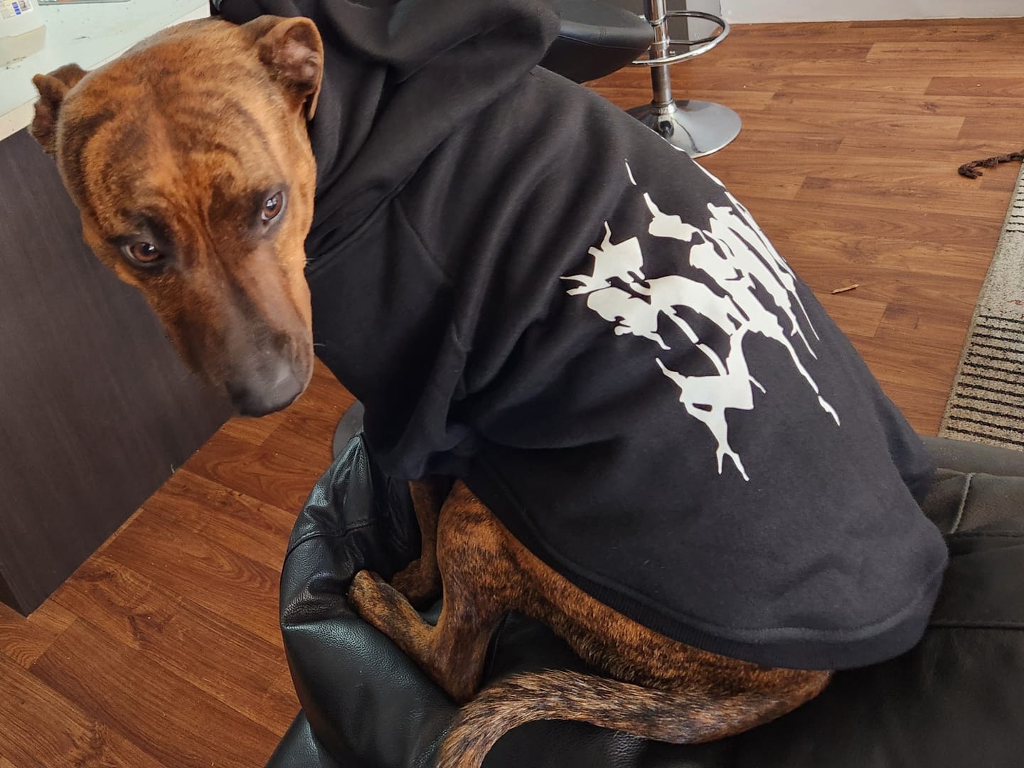 Customer photo review of Personalised Dog Hoodie Black Metal Font