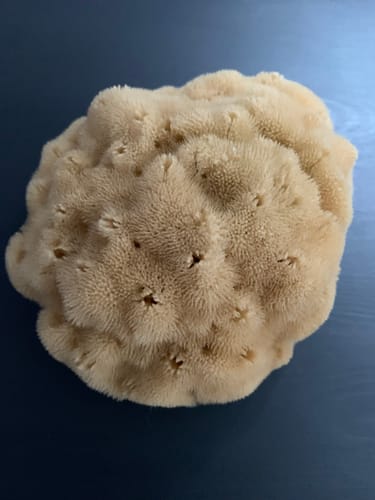 Customer photo review of Bath & Shower Natural Sea Sponges