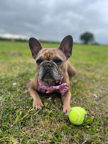 Customer photo review of Tough Trails™ Harness - Sweet Strawbs