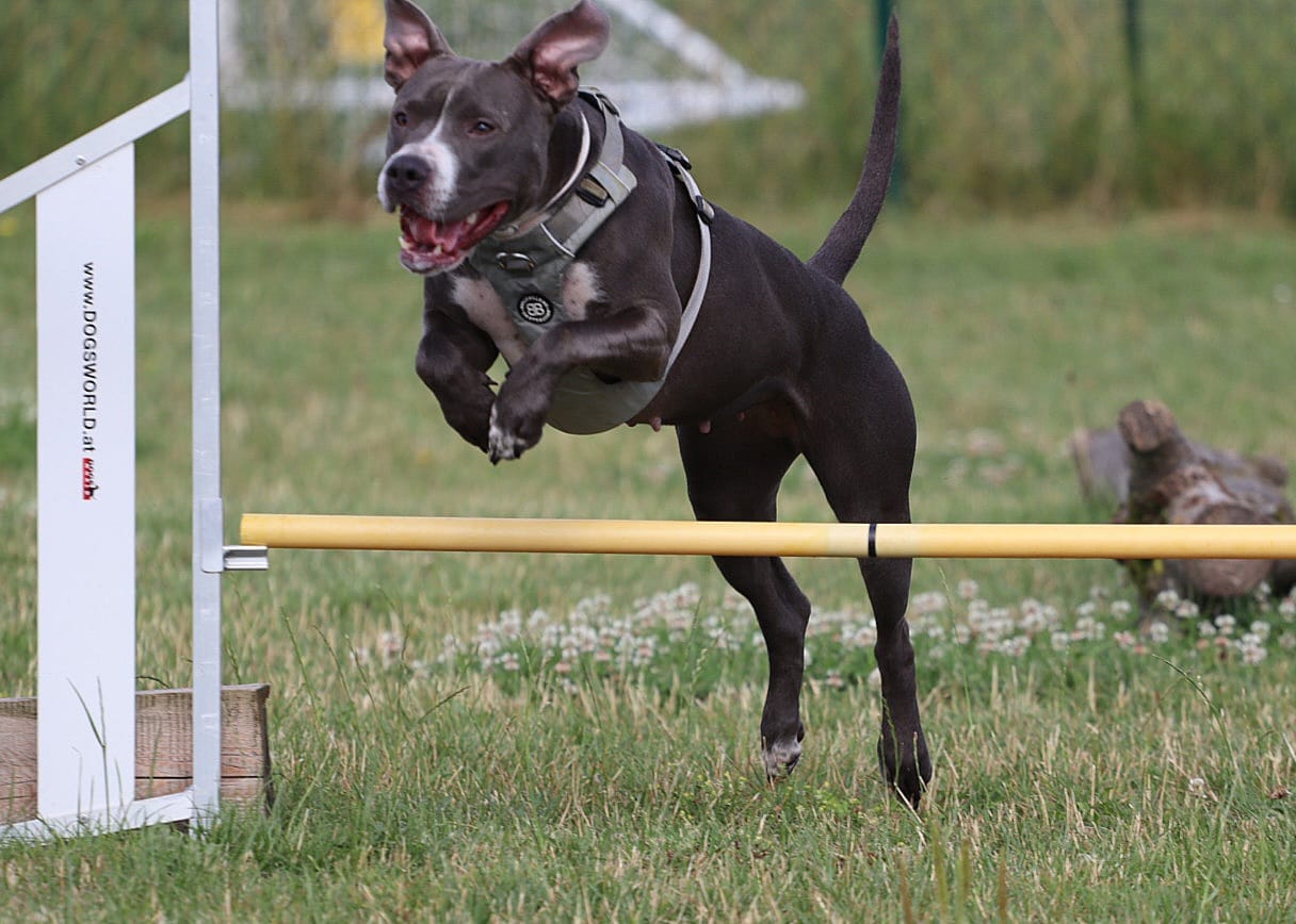 Customer photo review of Air Mesh Harness - Anti-Pull, With Handle, Non Restrictive & Adjustable - Grey