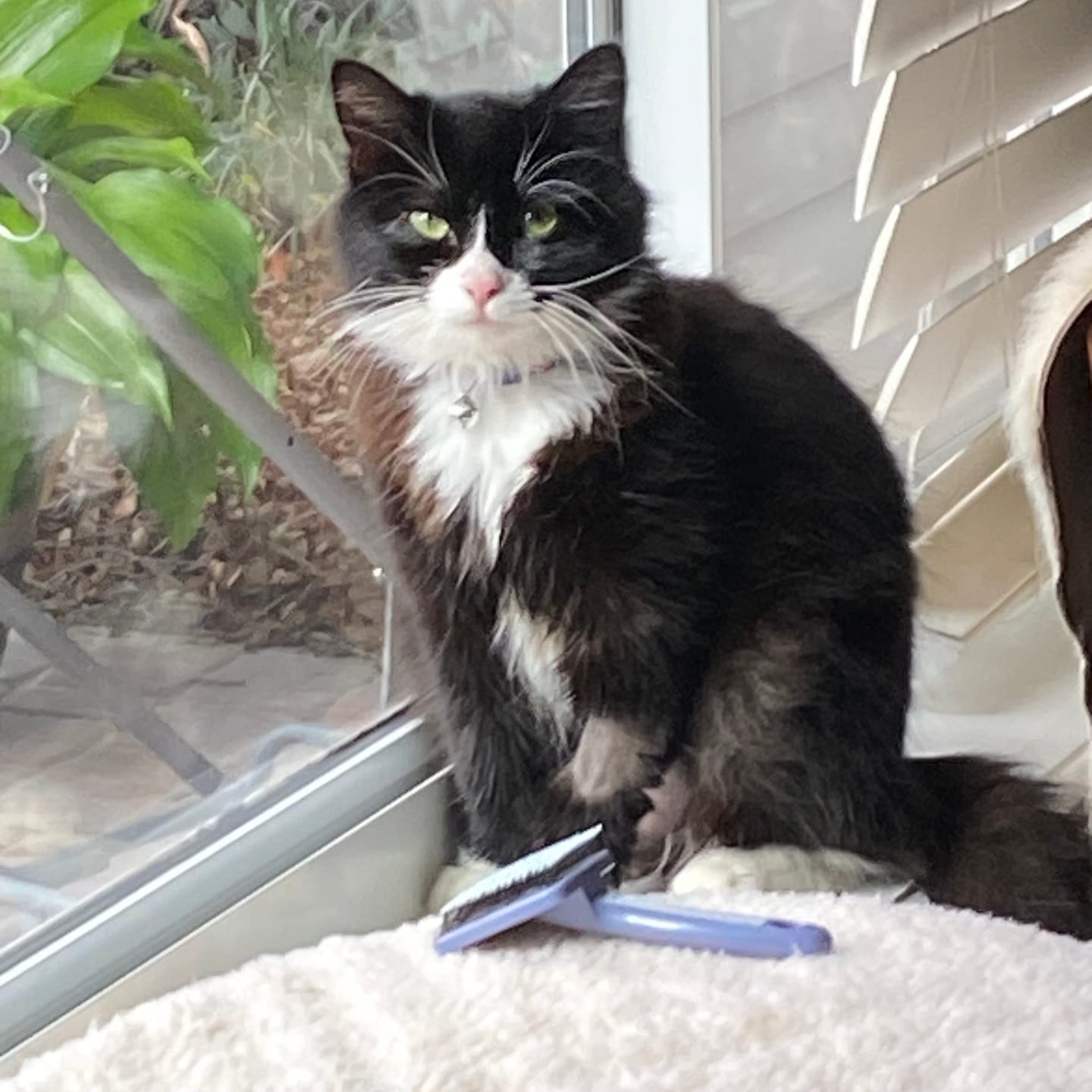 Customer photo review of Natural Cat UTI & Kidney Remedy - Reduces Infections and Supports Optimal Bladder Function