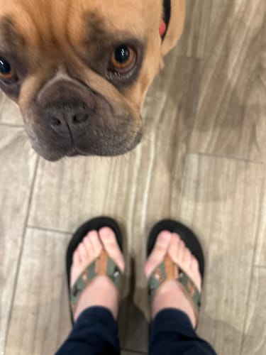 Customer photo review of French Bulldog