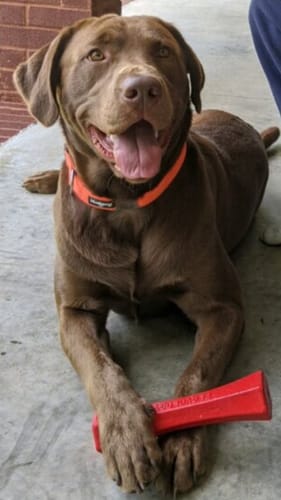 Customer photo review of 12 Inch Monster Bully Stick