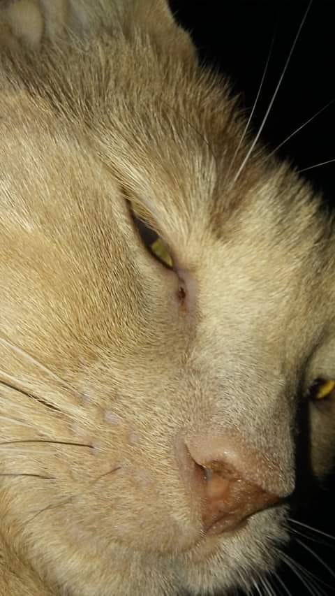 Customer photo review of Natural Cat UTI & Kidney Remedy - Reduces Infections and Supports Optimal Bladder Function