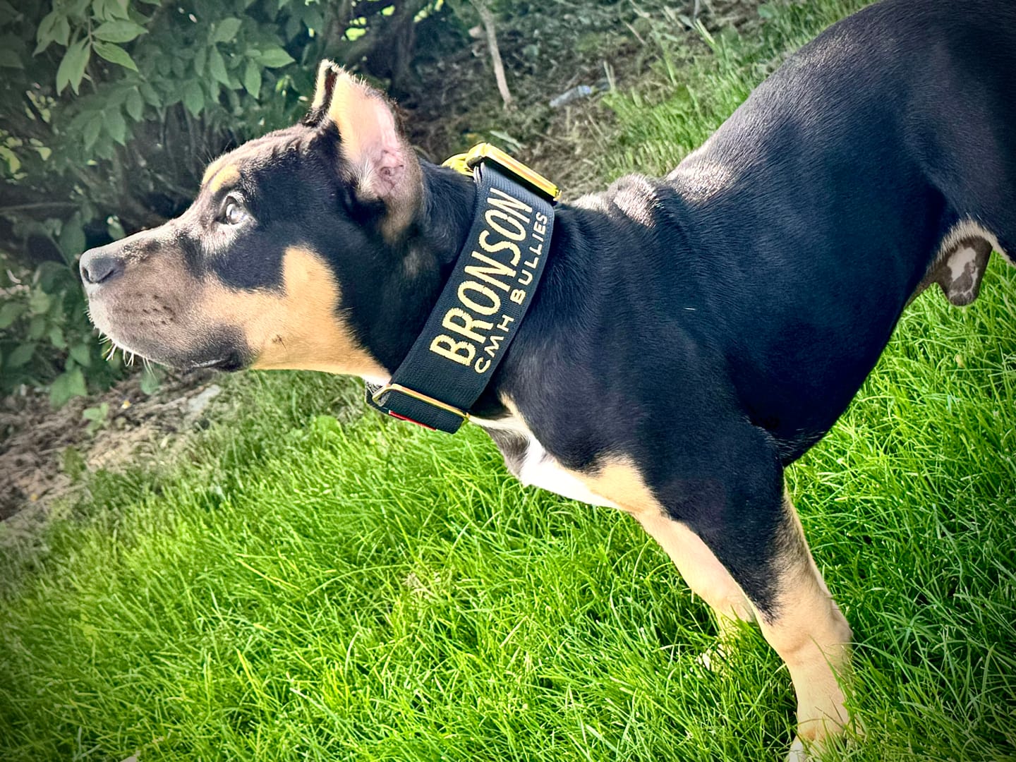 Customer photo review of 2" Tacti Luxe Dog Collar - Gold Noir