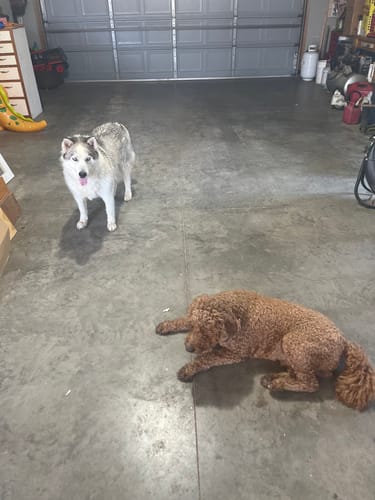 Customer photo review of Cow Ears For Dogs