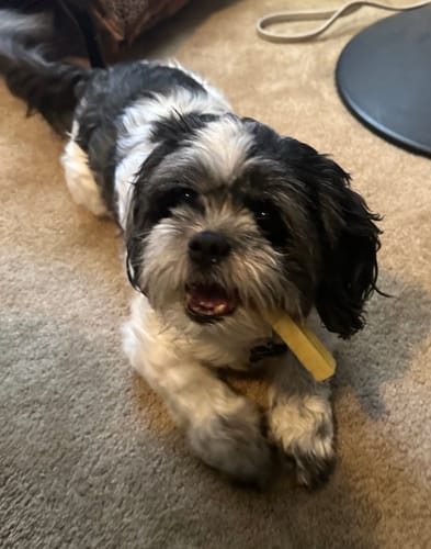 Customer photo review of BANANA YAK CHEWS