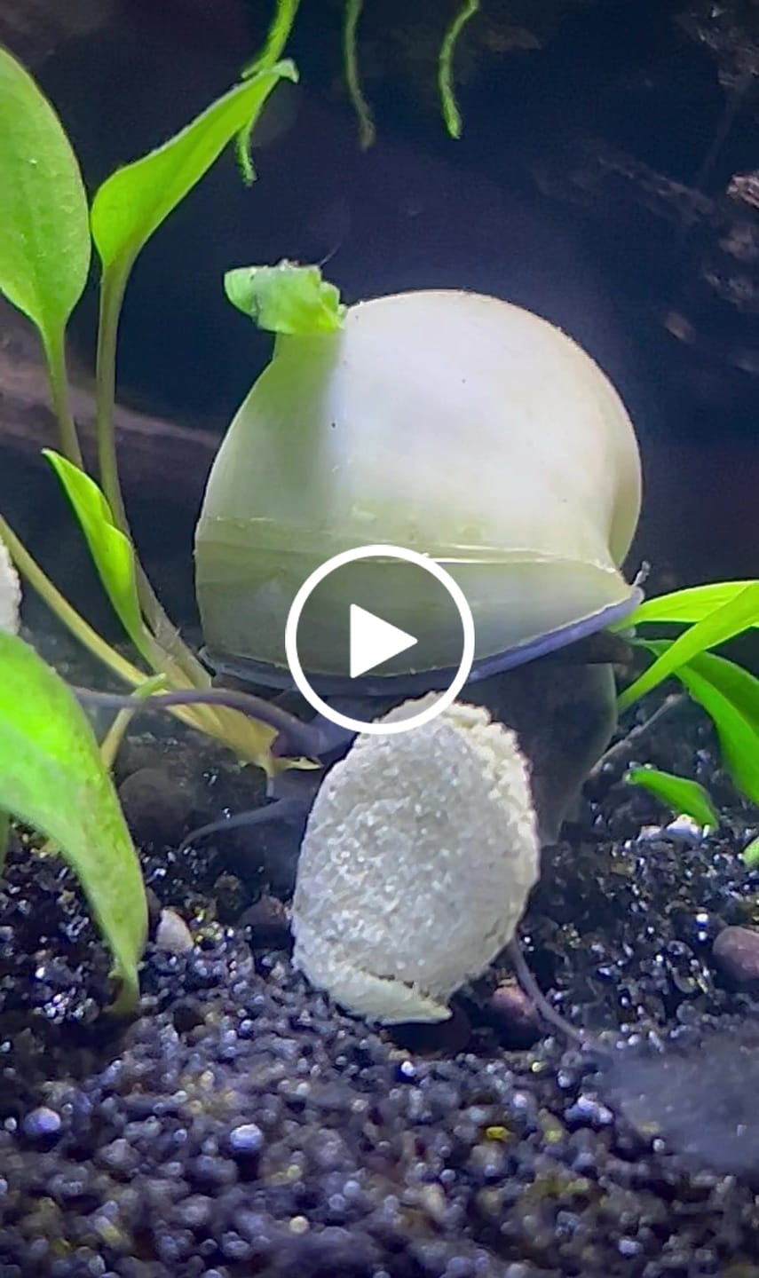 Customer video review of Blue Mystery Snail