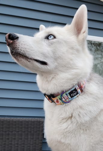 Customer photo review of Sugar High Martingale Collar