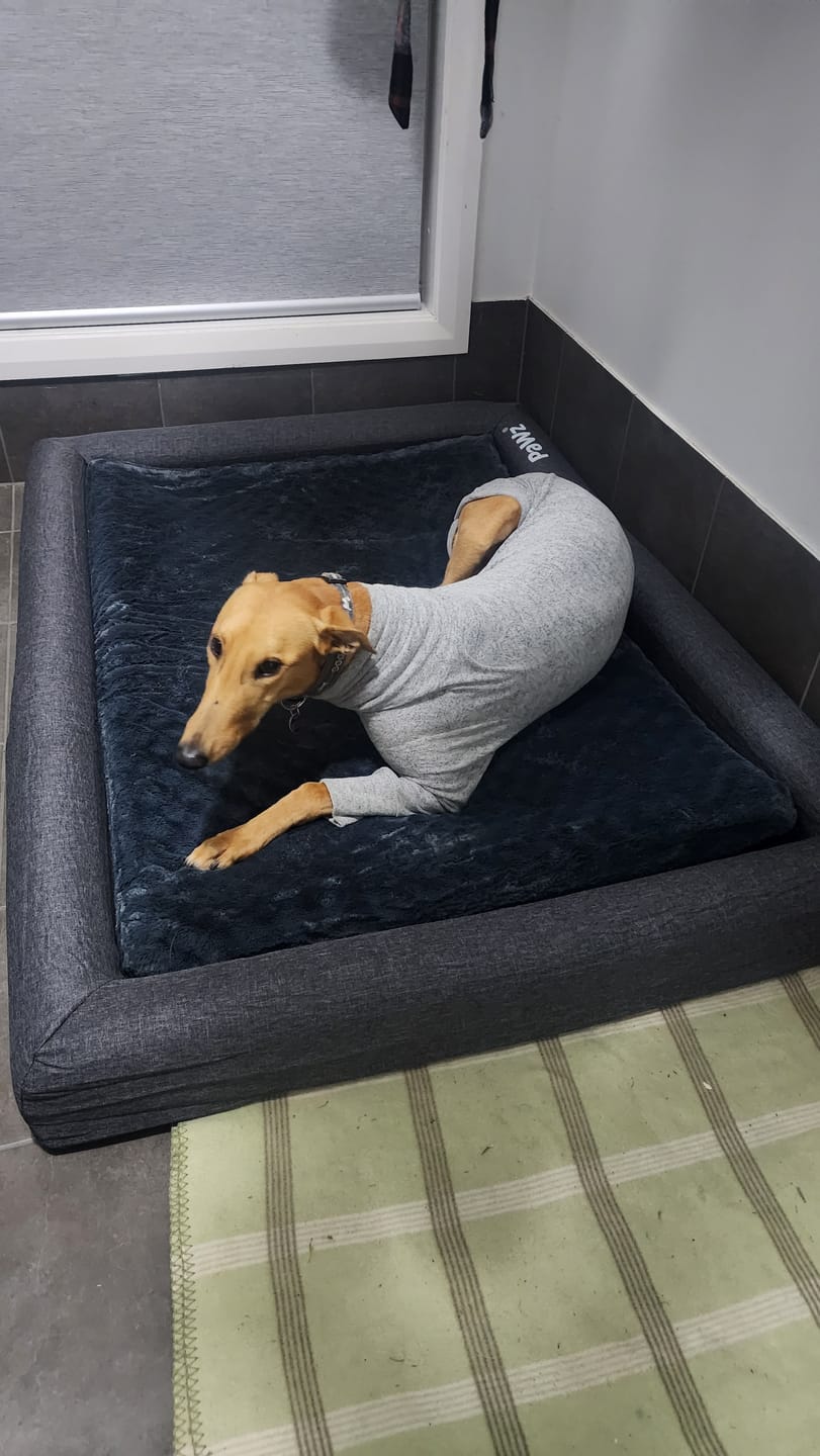 Customer photo review of PaWz Premium Memory Foam Calming Dog Bed