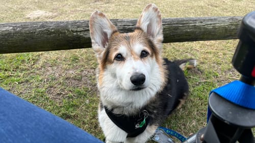 Customer photo review of Kangaroo Tendons - Natural Dental Chews!