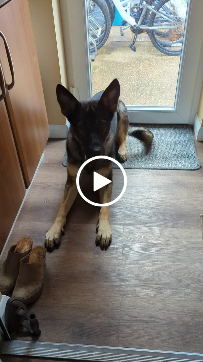 Customer video review of British Poultry Dry Food Senior/Lite