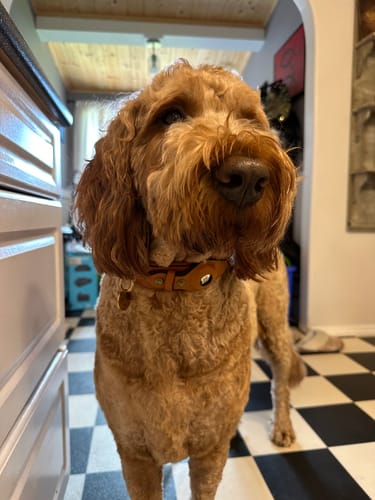 Customer photo review of Keepaws™ Leather AirTag Collar