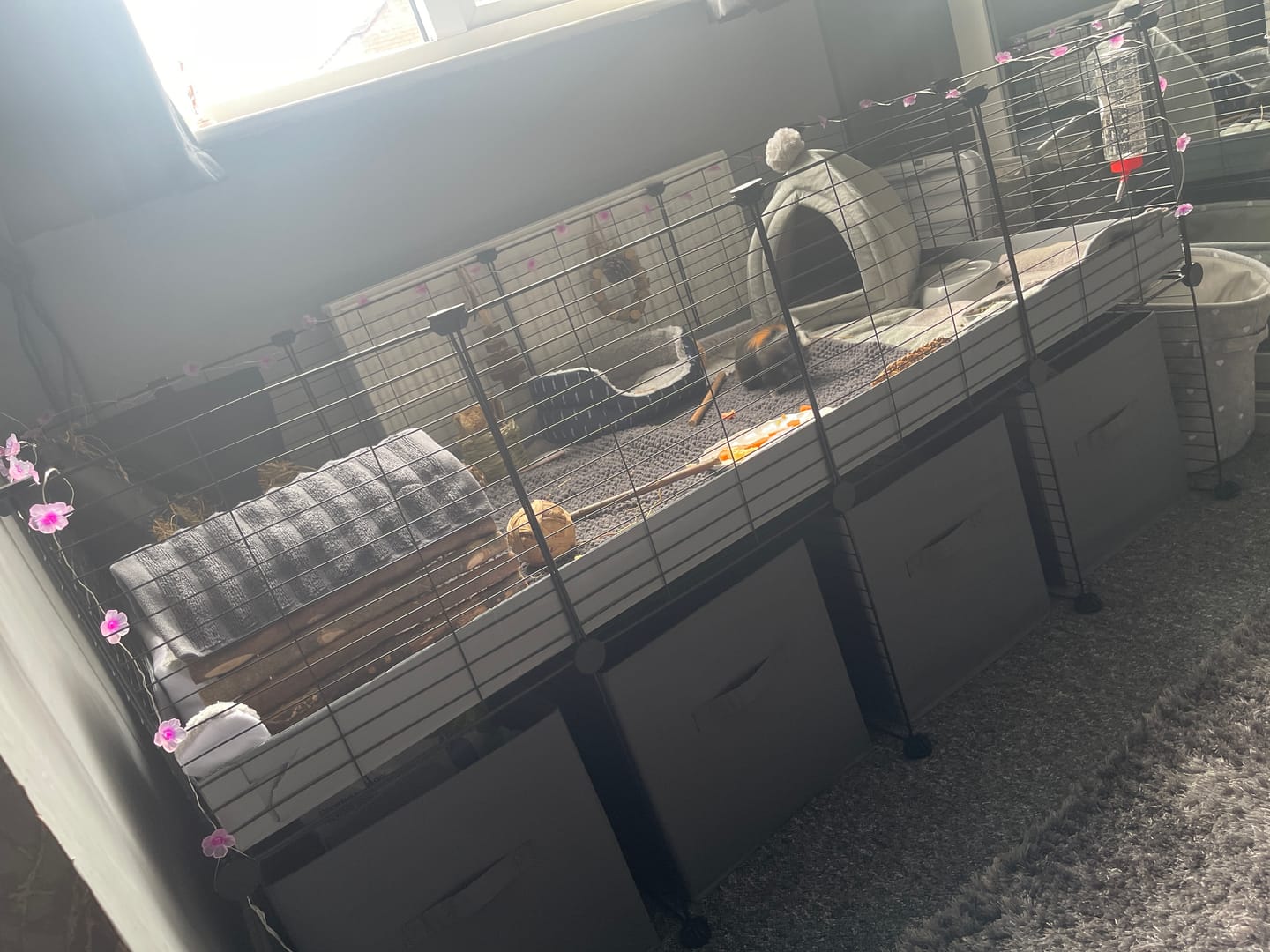 Customer photo review of 4x2 C&C Cage with Stand