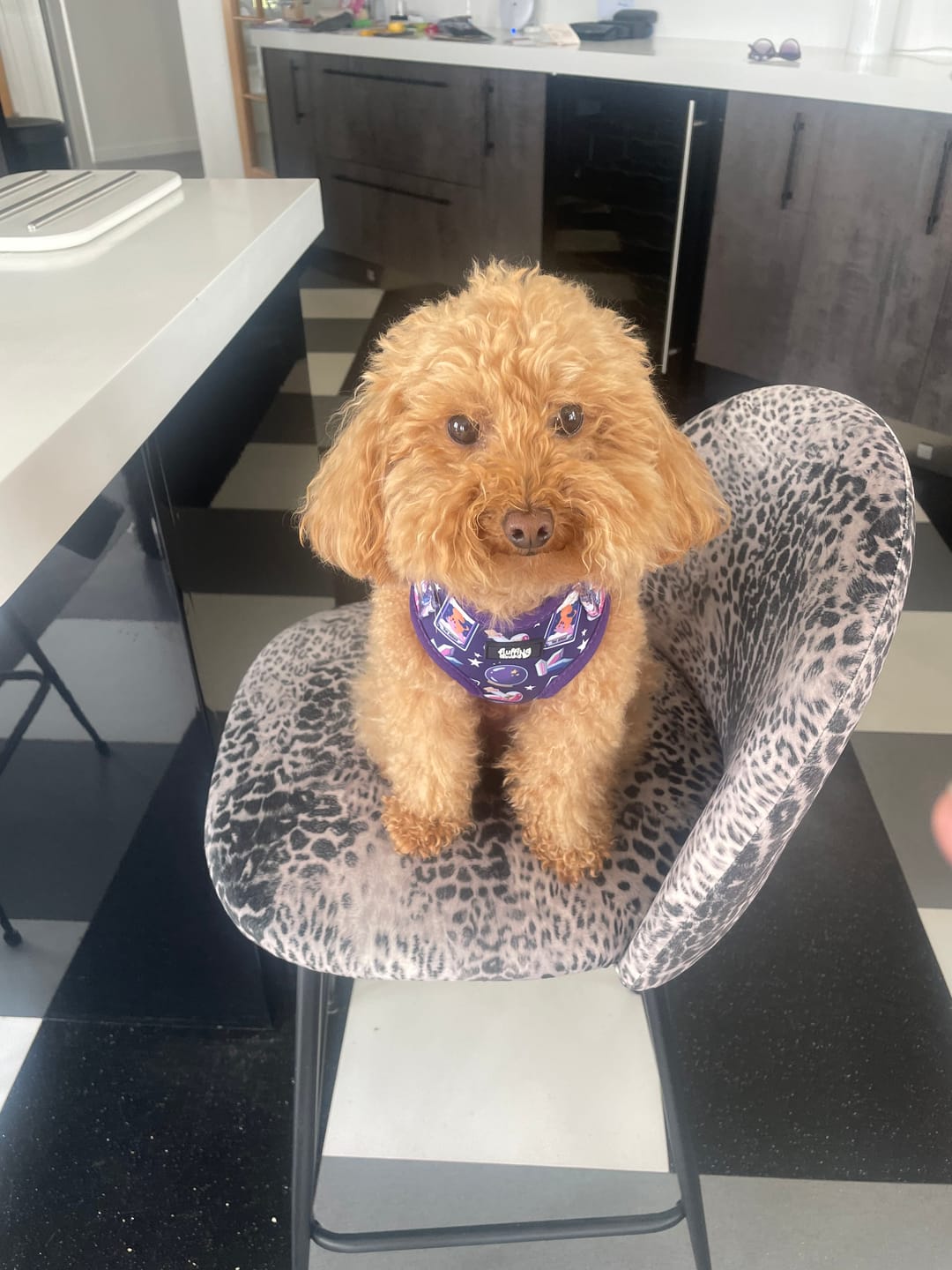 Customer photo review of Dog Harness - Pawtune Teller