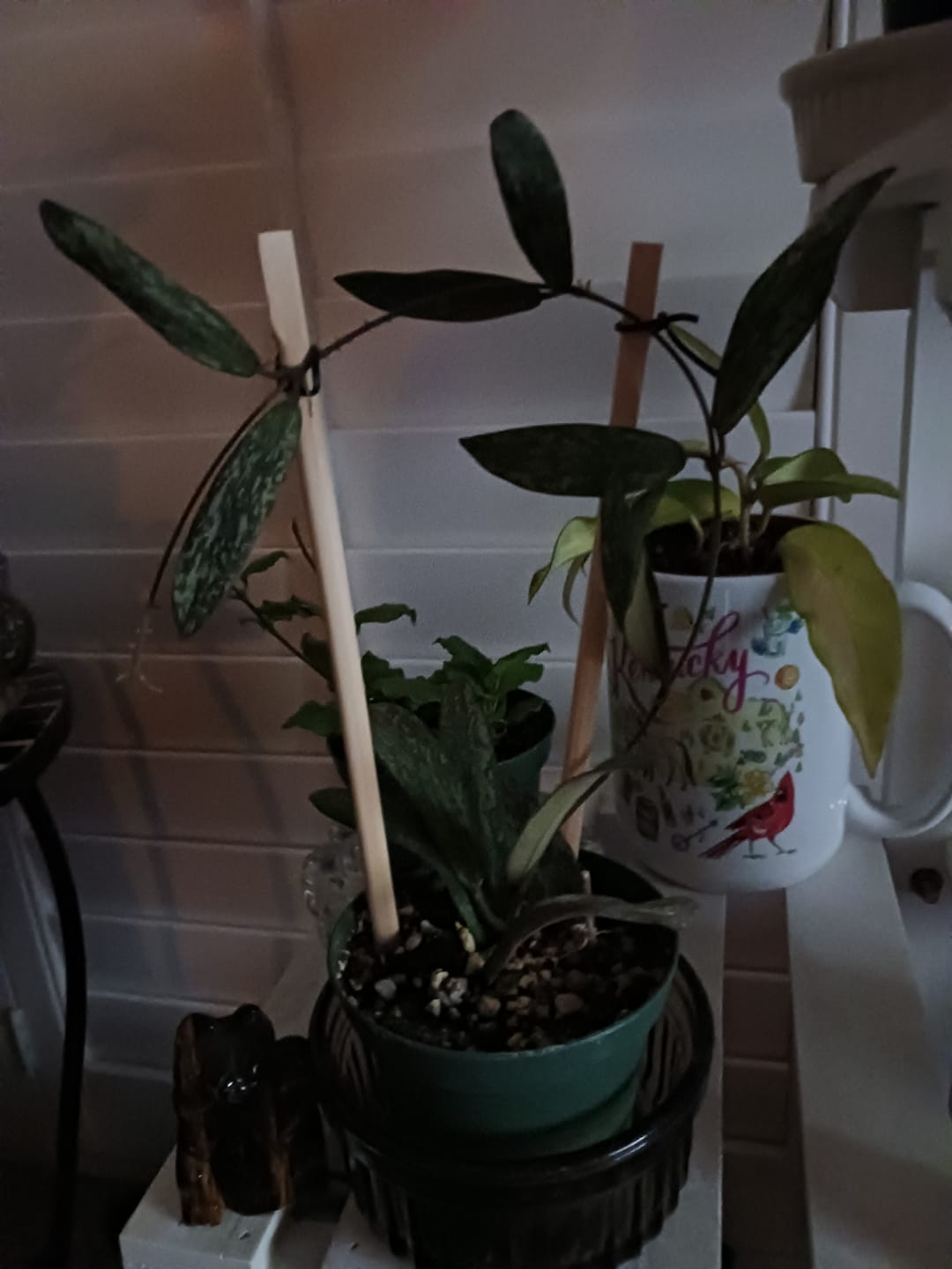 Customer photo review of Hoya sigillatis