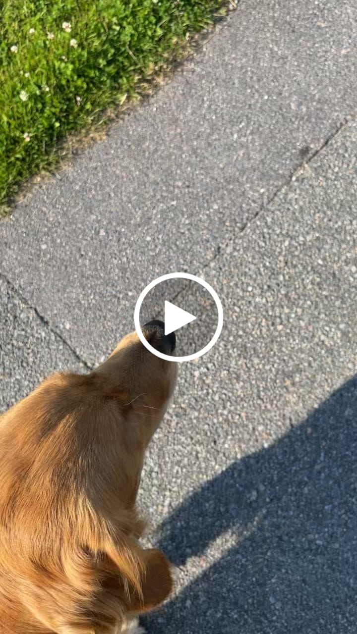 Customer video review of Keepaws™ Leather AirTag Collar