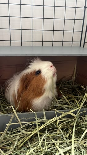 Customer photo review of Meadow Hay Box