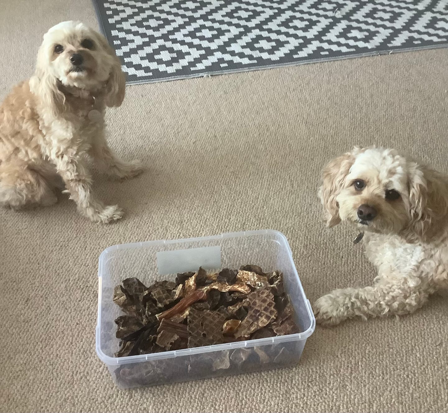 Customer photo review of Lamb Crunchies for Dogs & Cats