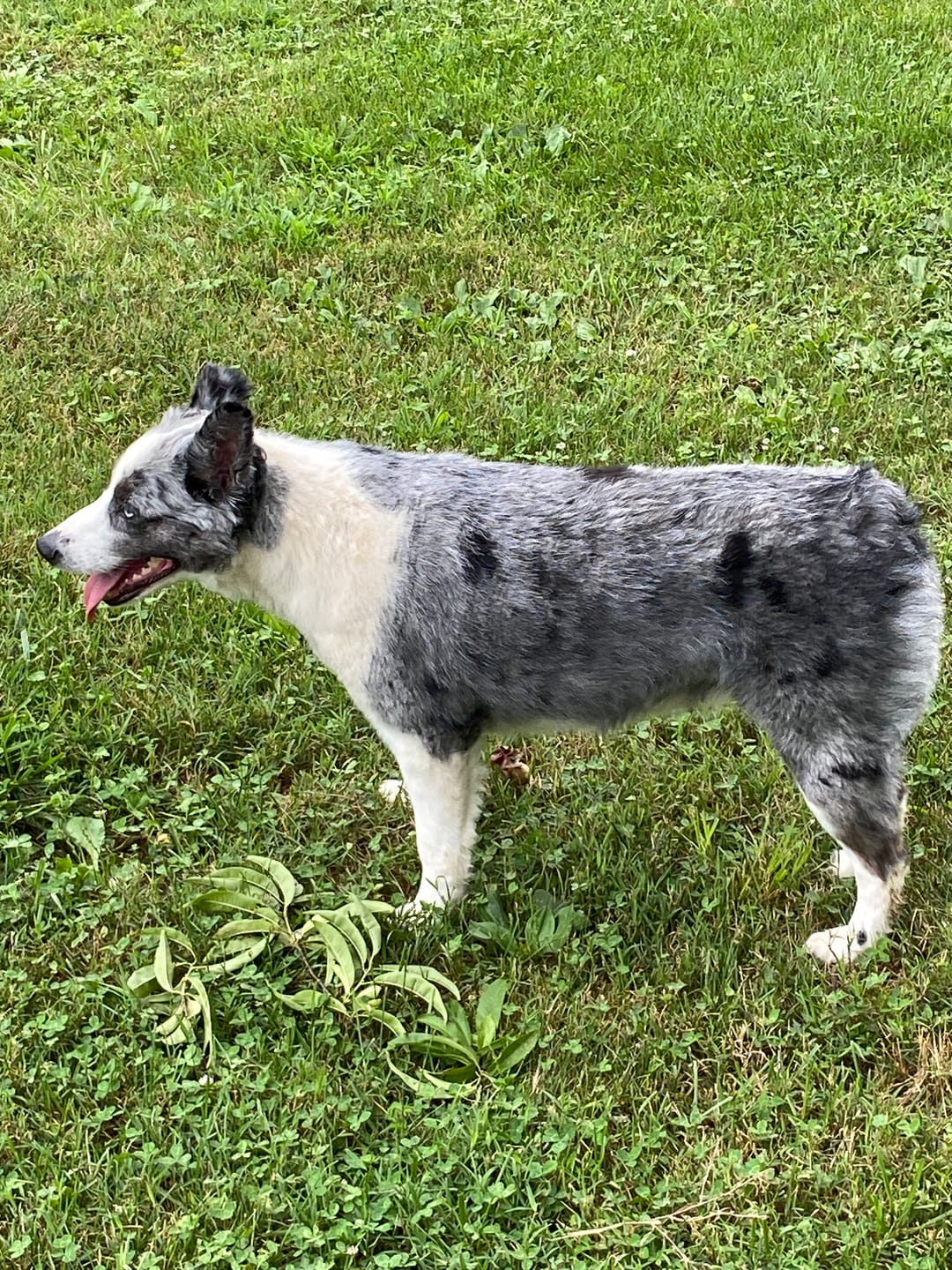Customer photo review of furMe Grooming Vacuum Filters & Blade Replacement Pack