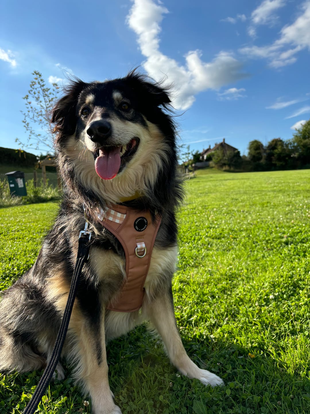 Customer photo review of Luxe Collection | 3-Click Tough Harness | Tan Plaid