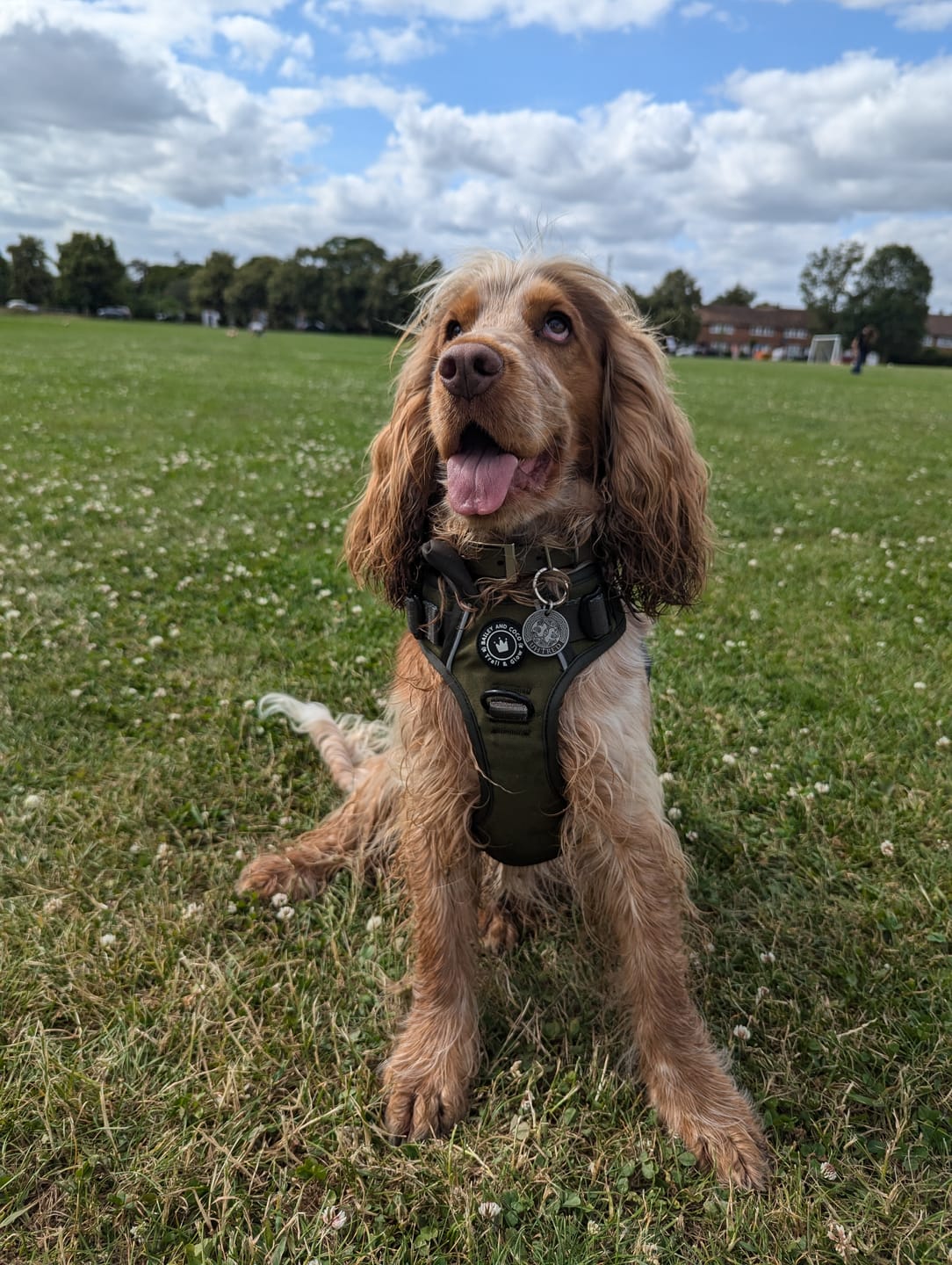 Customer photo review of Trail & Glow® Dog Harness - The Khaki One