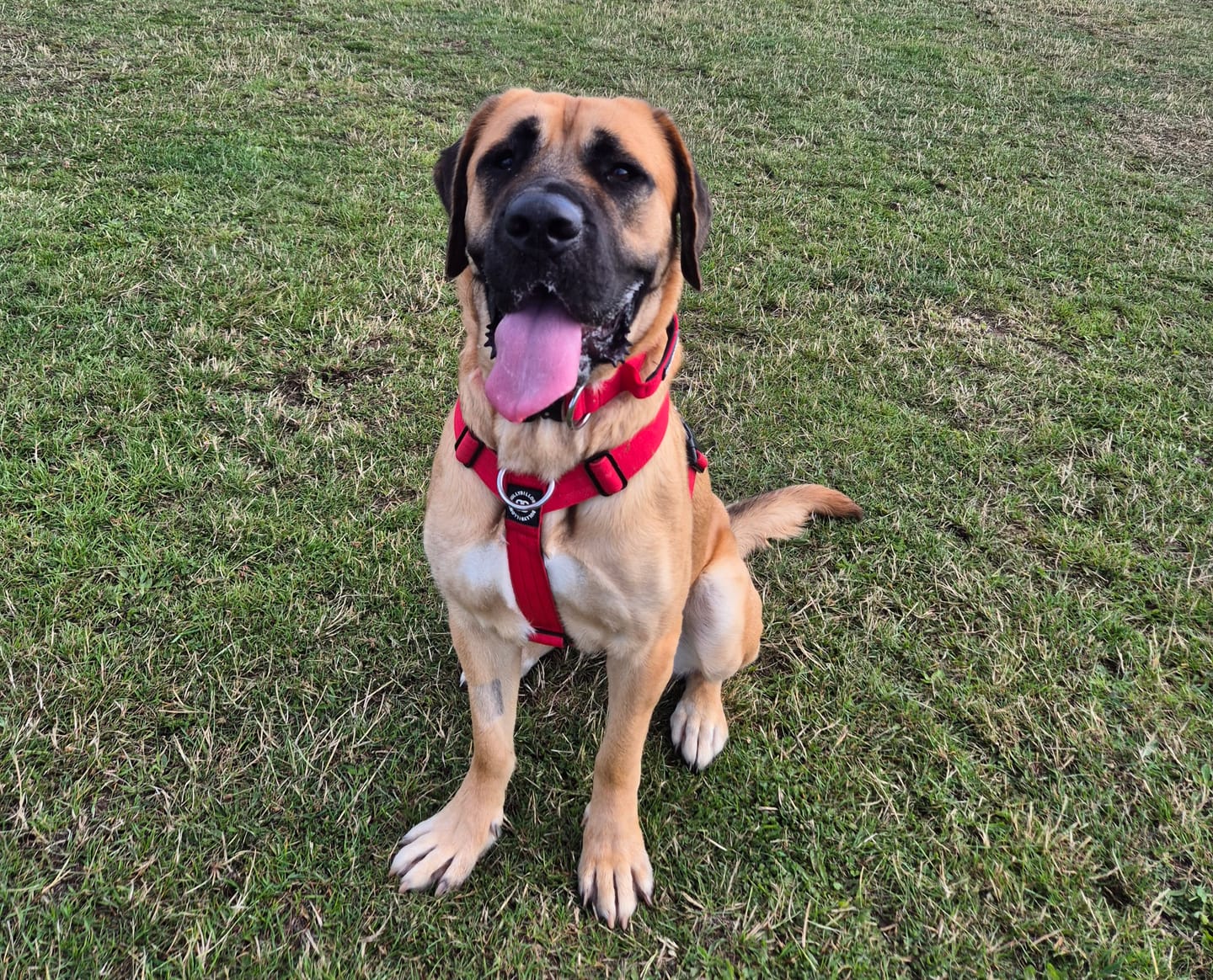 Customer photo review of TRI-Harness® | Anti-Pull, Adjustable & Durable - Dog Trainers Choice - Red v2.0