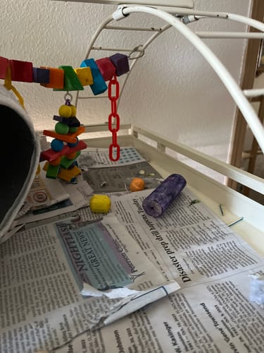 Customer photo review of 3145 Pk6 Rainbow Sola Foot Talon Bird Toys