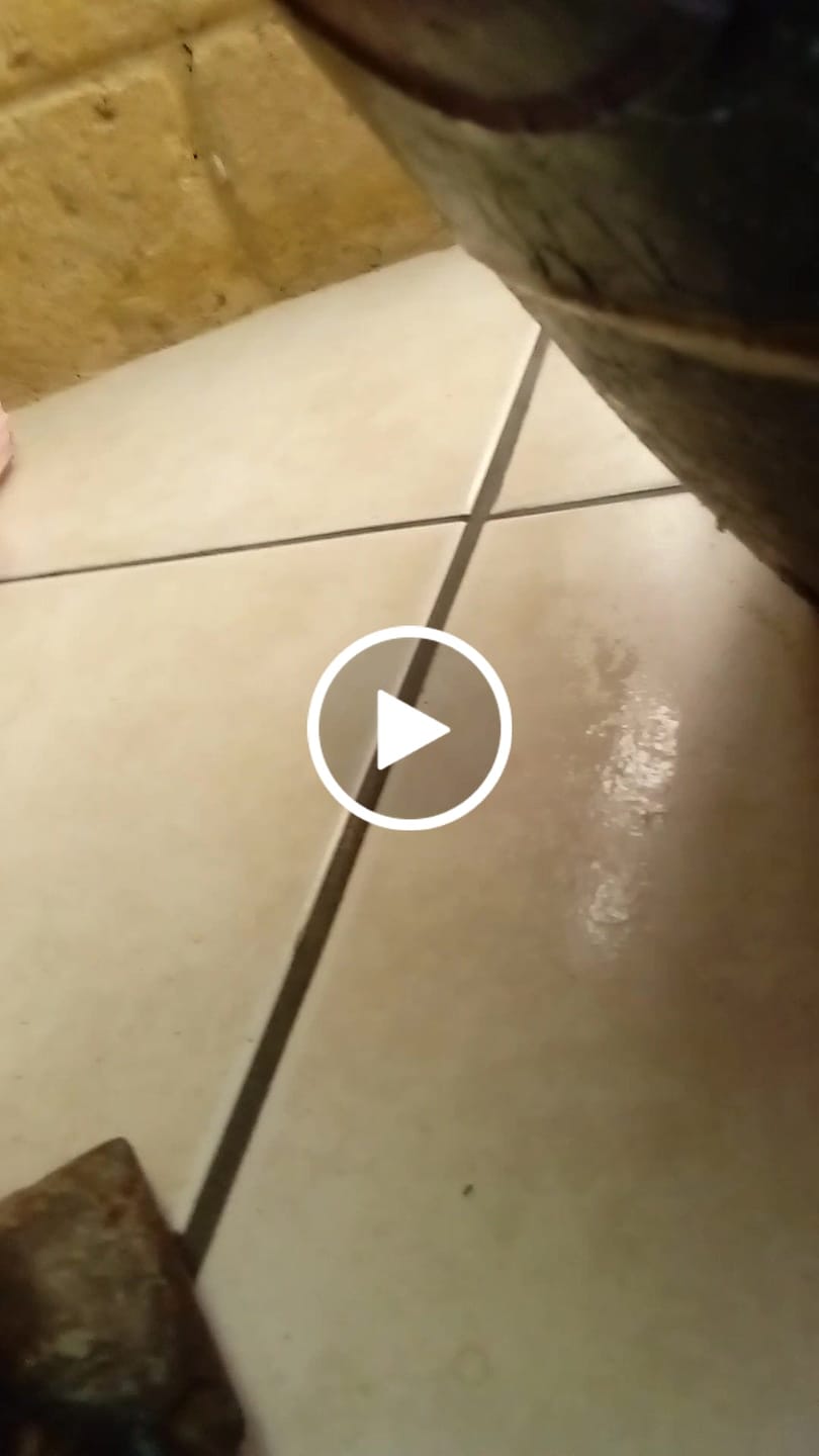 Customer video review of Scrub Daddy Damp Duster