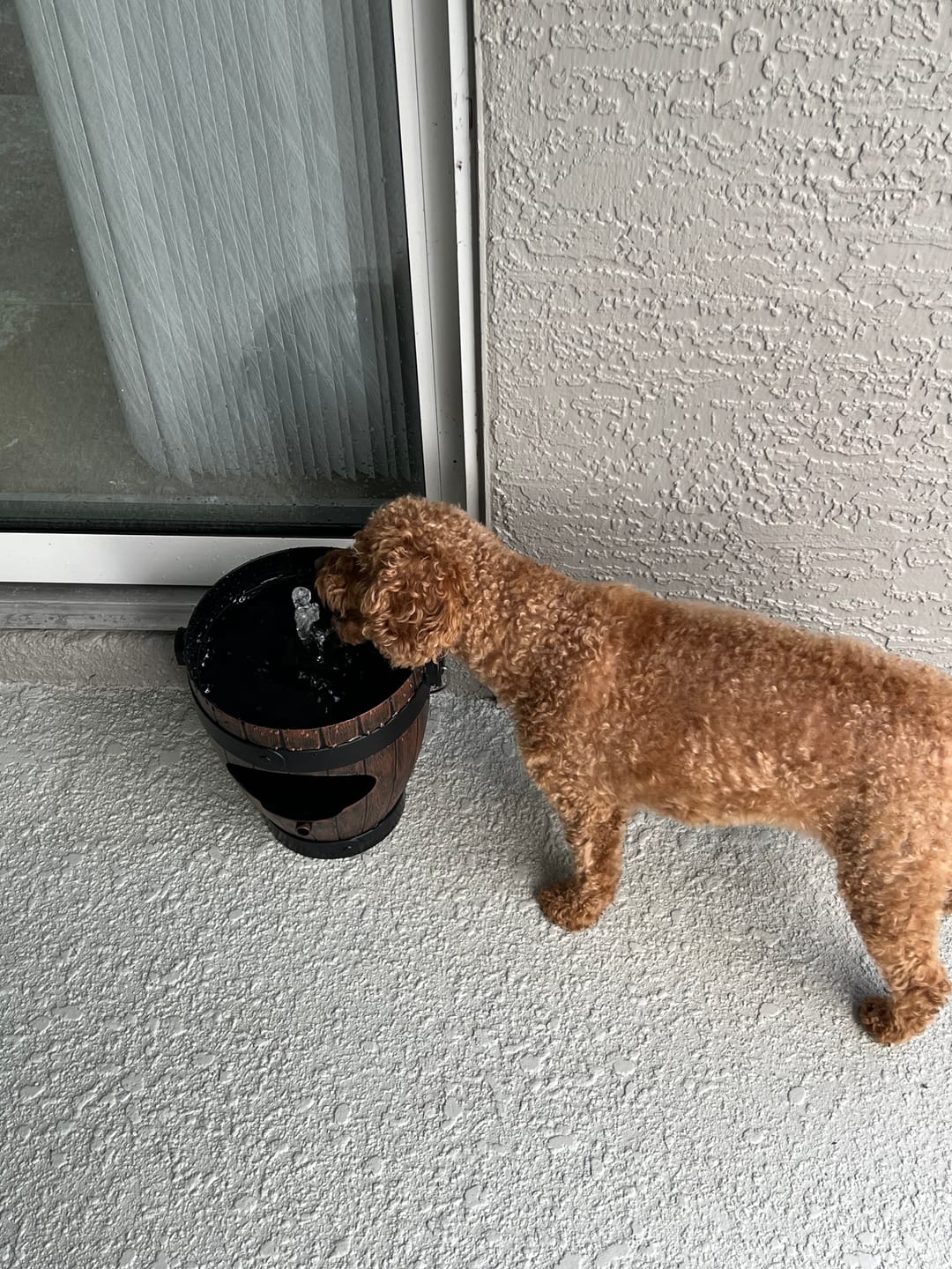 Customer photo review of Rustic Hanging Bird Feeder with Fountain