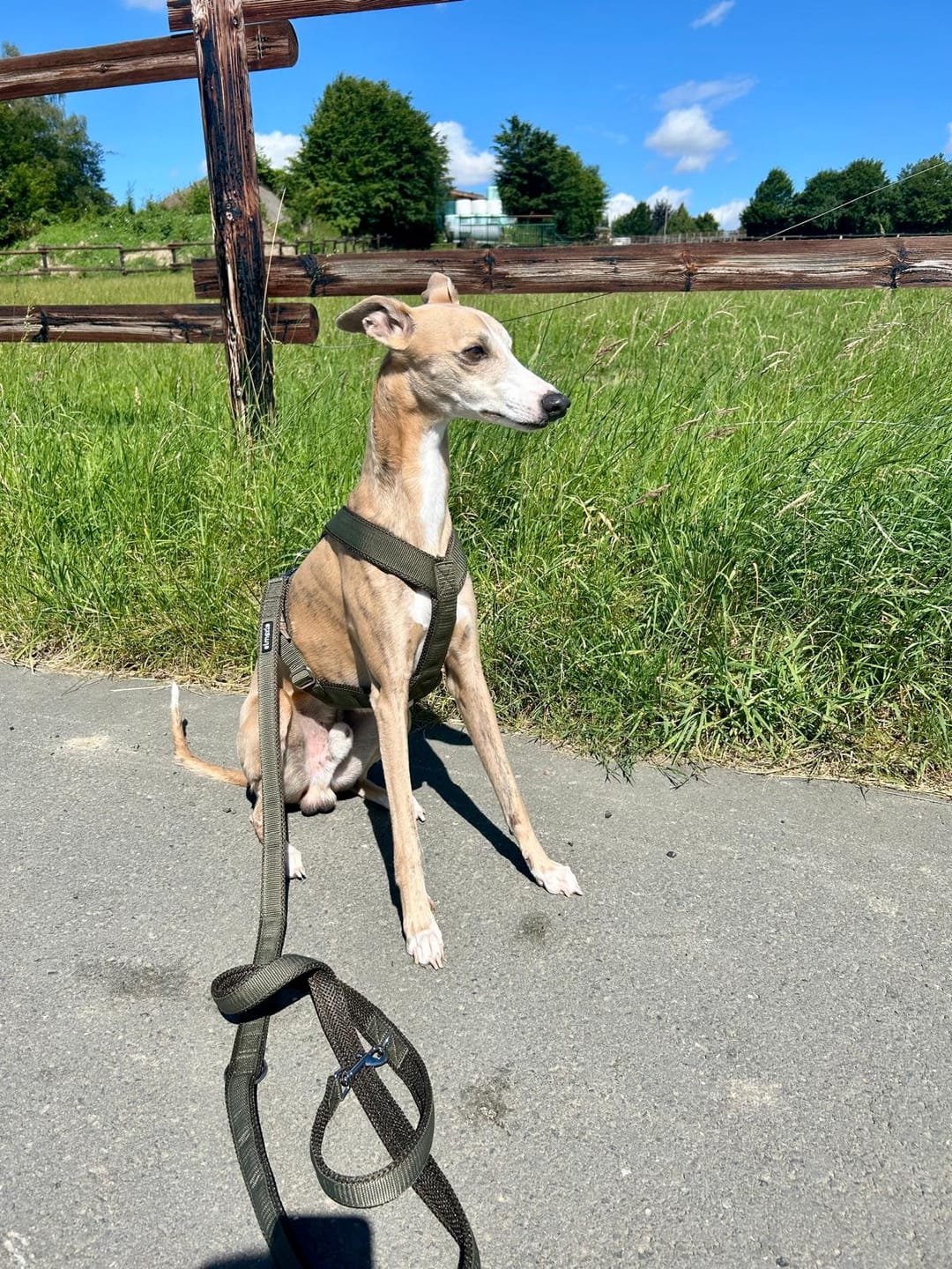 Customer photo review of Hundegeschirr PRO "Mountain Green"