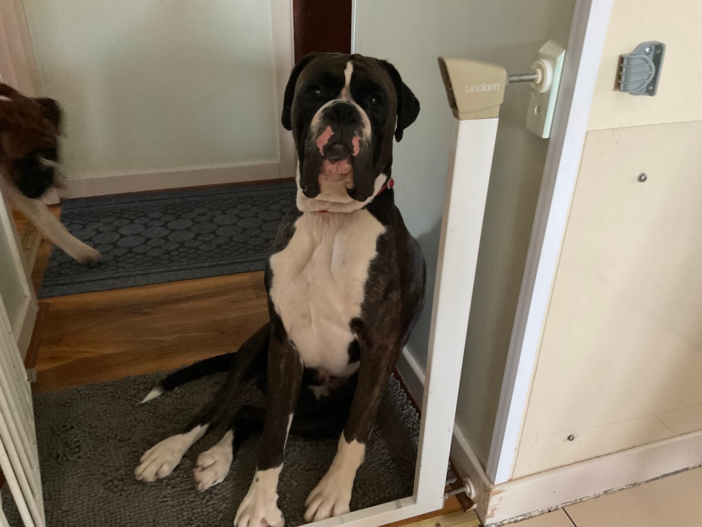 Customer photo review of Itch Relief Treats