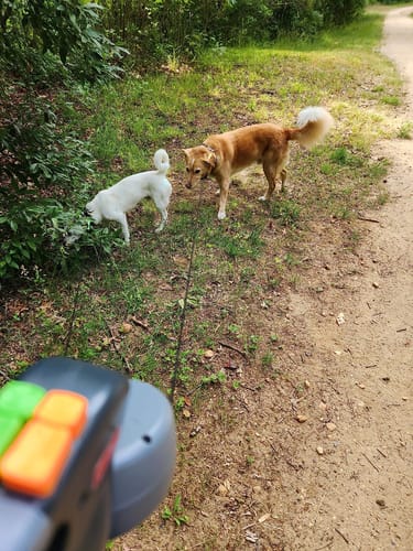 Customer photo review of Dual dog leash