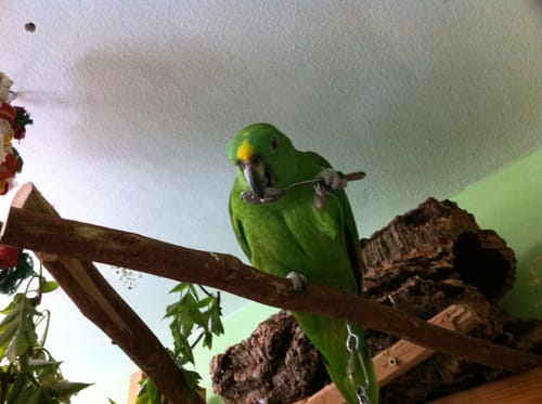 Customer photo review of Morgenmüsli Apfel-Zimt