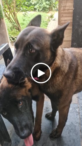 Customer video review of Collier Anti Aboiement PuppySafe
