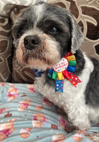 Customer photo review of Disney© Dog Blanket - Winnie The Pooh