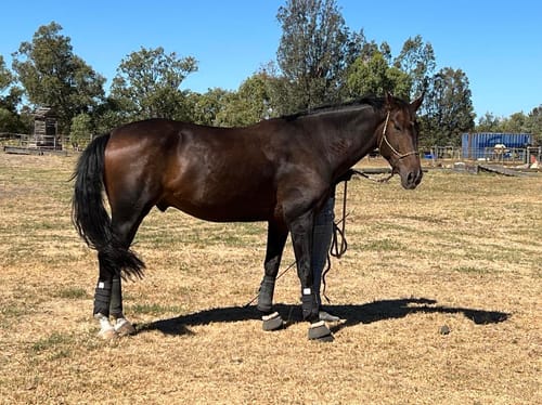 Customer photo review of Digestive HP