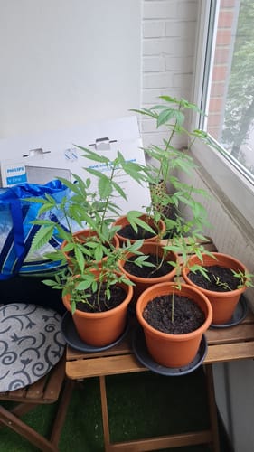 Customer photo review of Wedding Cake 040 Autoflowering Indica Cannabis Samen – Premium Seed - Indica