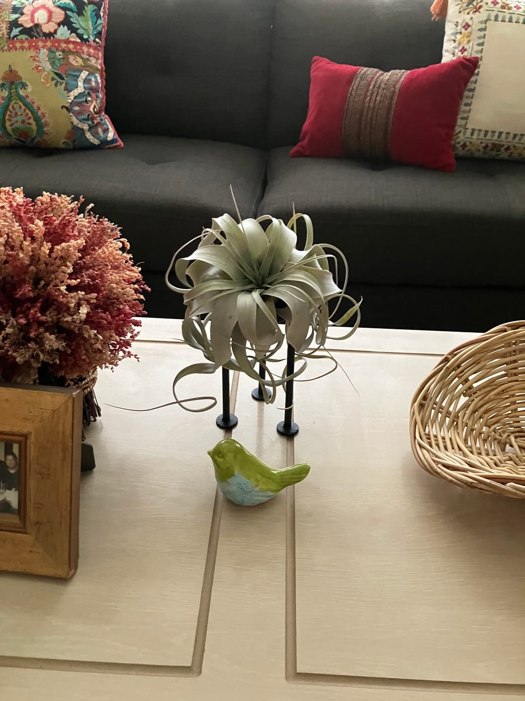 Customer photo review of Xerographica Thick Leaf Form  *Cannot Be Shipped Internationally*