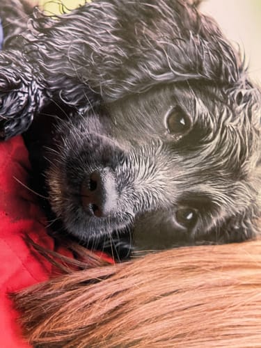 Customer photo review of Pooch's Handmade Dog Treats