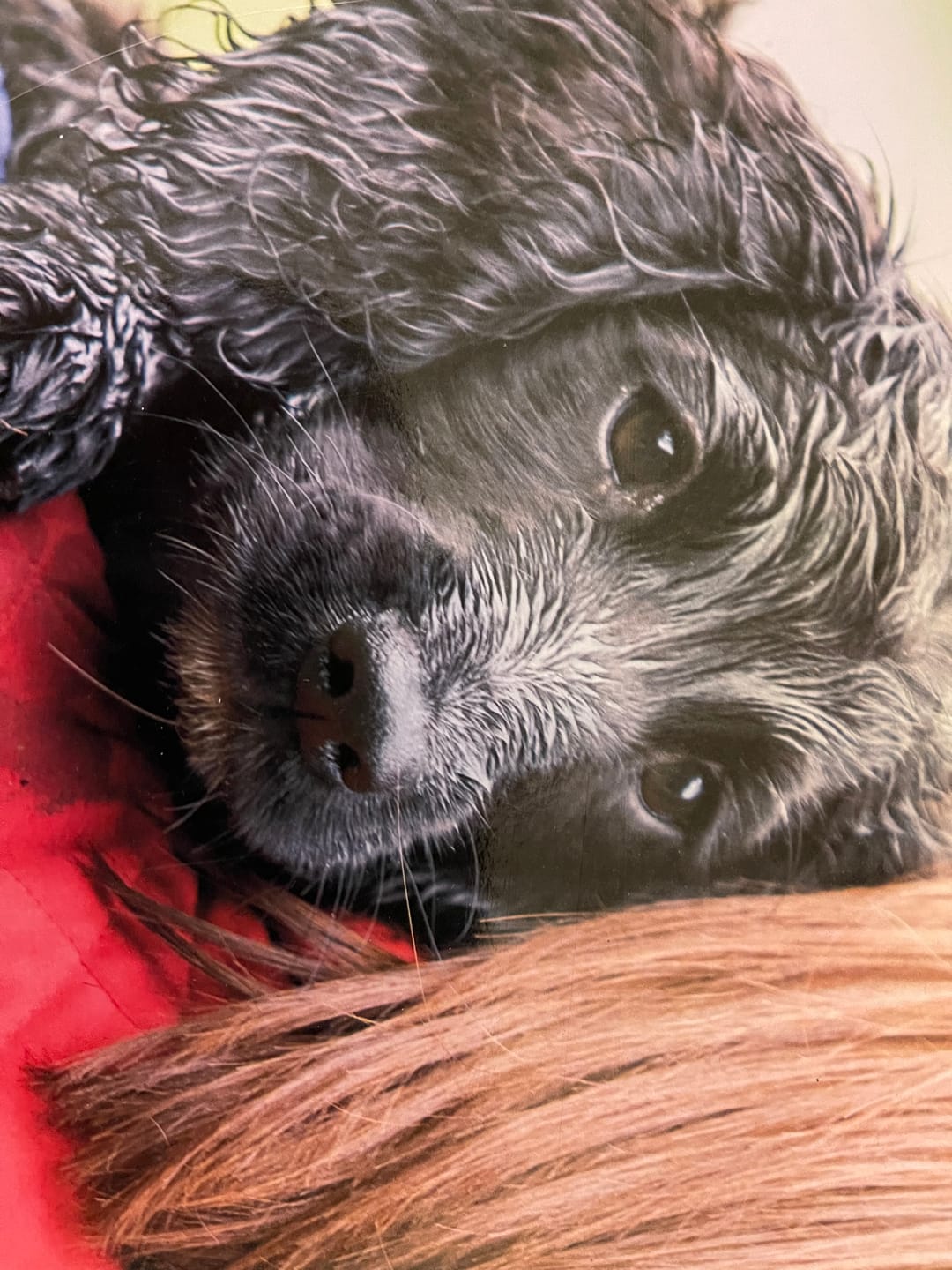 Customer photo review of Pooch's Handmade Dog Treats