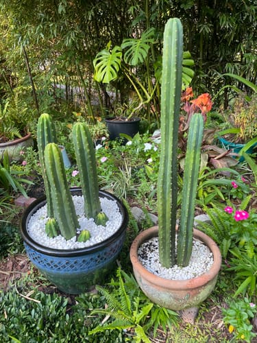 Customer photo review of San Pedro Cactus | Echinopsis (Trichocereus) pachanoi