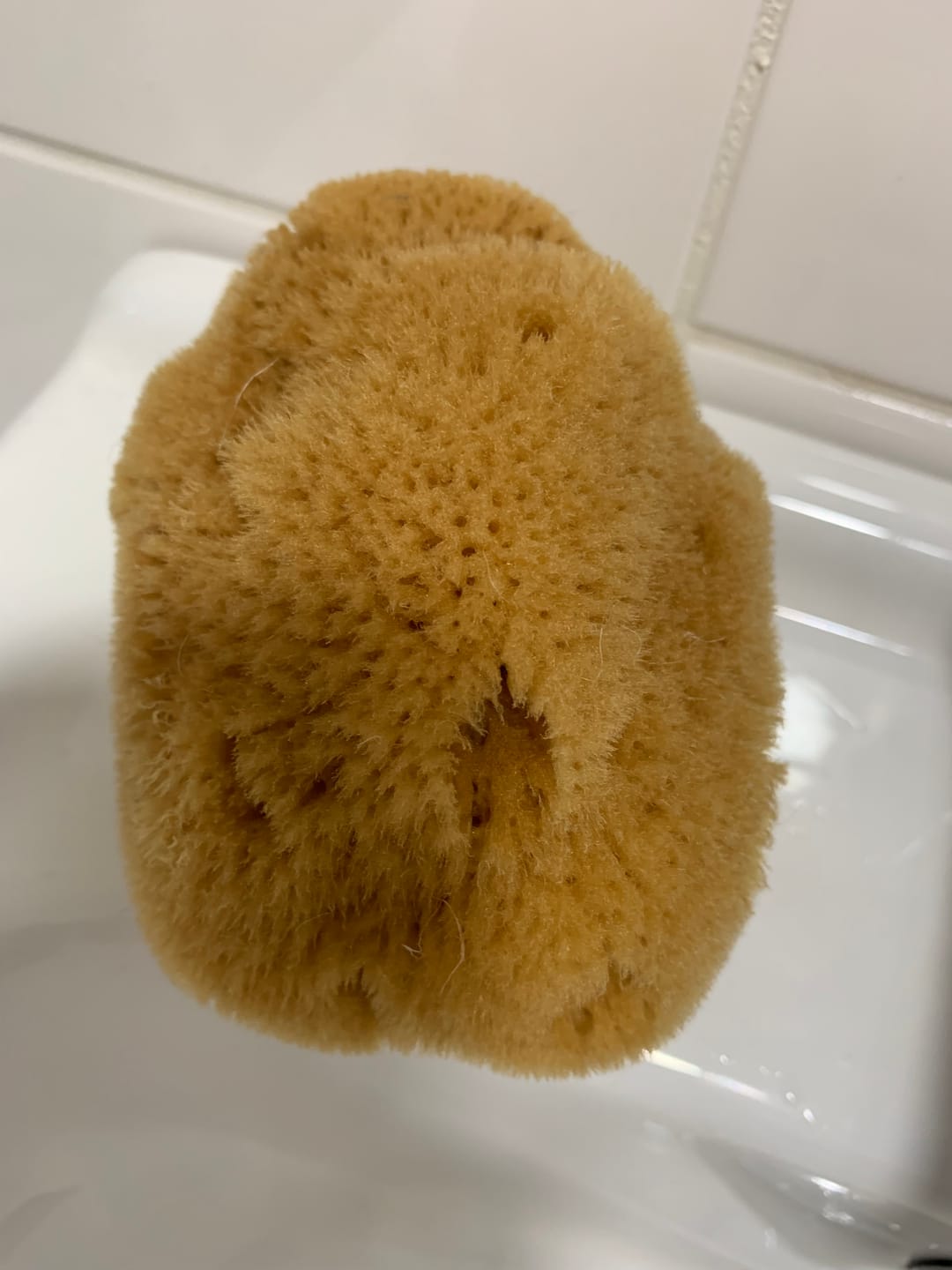 Customer photo review of Bath & Shower Natural Sea Sponges